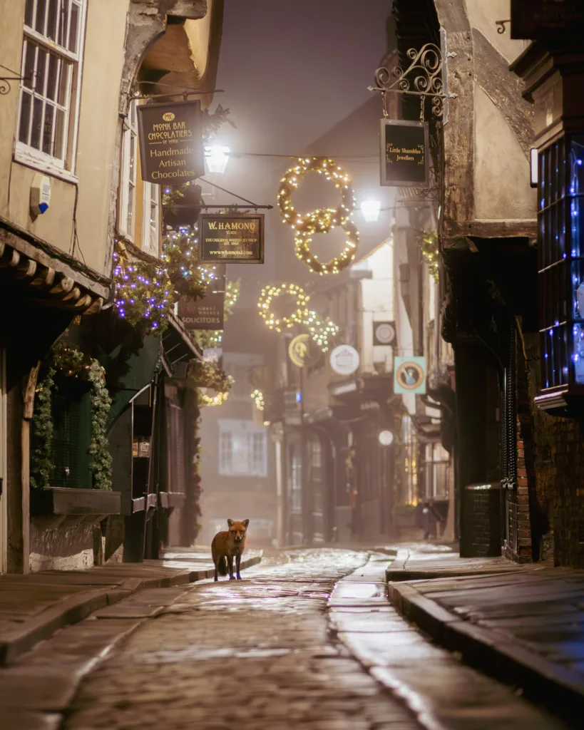 Fox Exploring The Shambles York City Centre